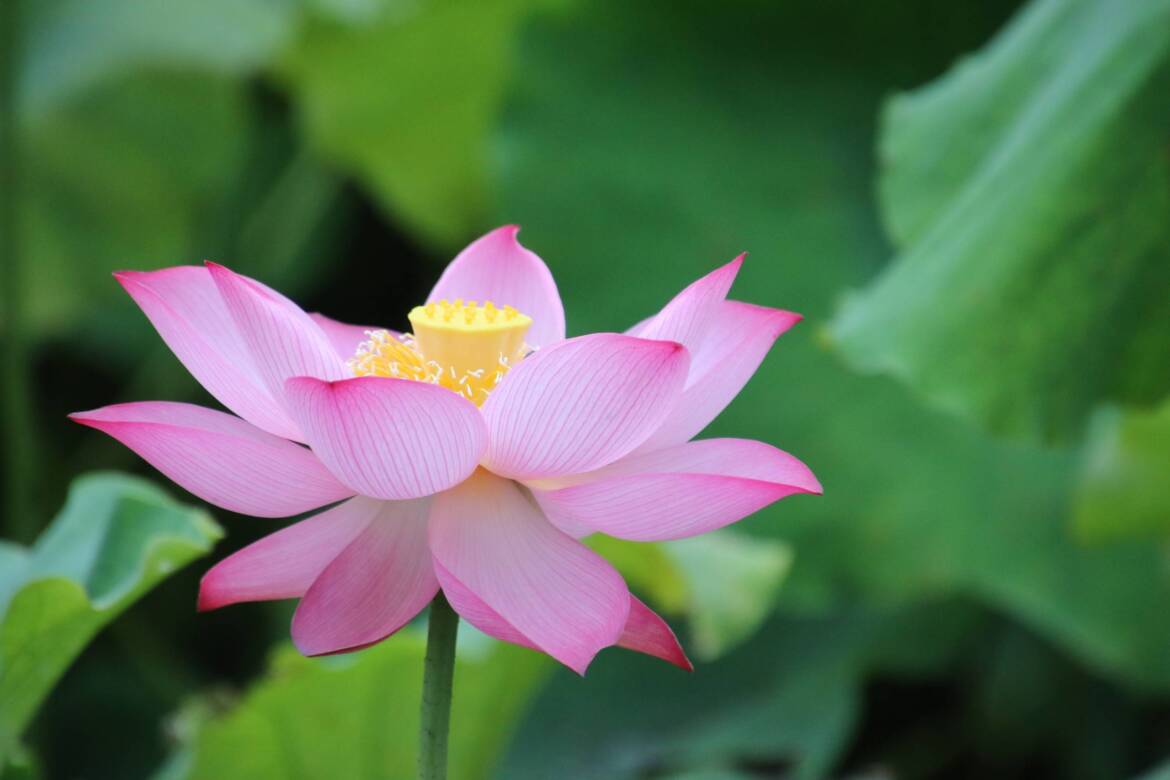 Who Am I?  Part 1 of the Soul — Your Personality